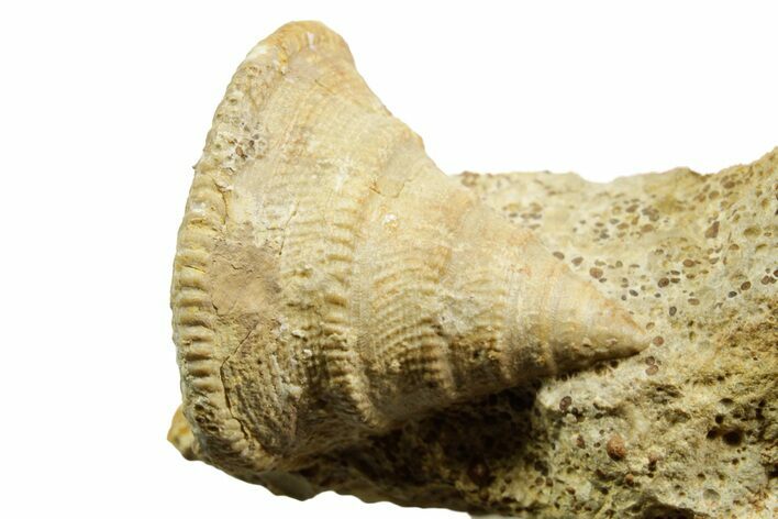 Jurassic Sea Snail (Obornella & Pyrgotrochus) Fossils - France #367837